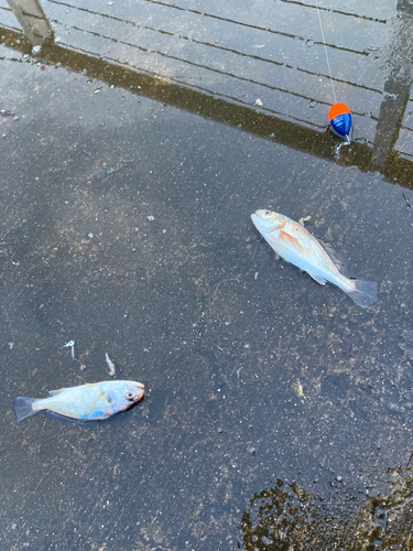 イシモチの釣果