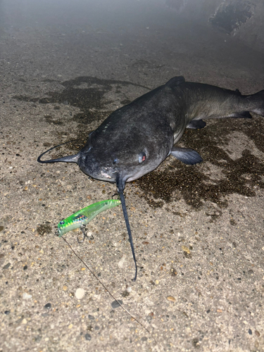 アメリカナマズの釣果