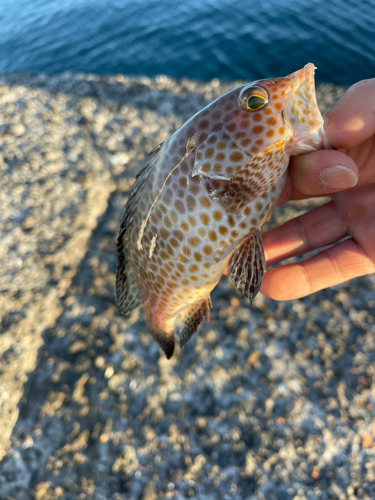 オオモンハタの釣果