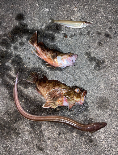 アナゴの釣果