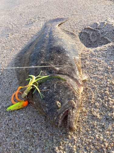 ヒラメの釣果