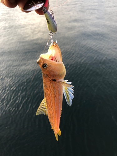 オキエソの釣果