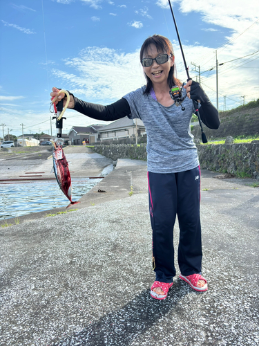 ソウダガツオの釣果