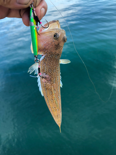 オキエソの釣果