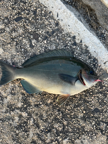 グレの釣果