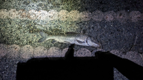 ニゴイの釣果