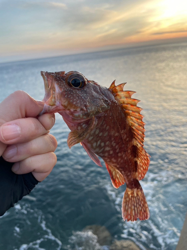 アラカブの釣果