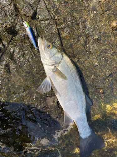 ヒラスズキの釣果