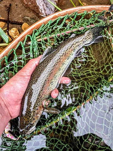 ニジマスの釣果