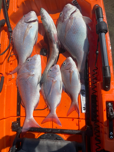 タイの釣果