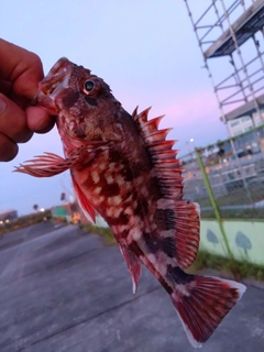 カサゴの釣果