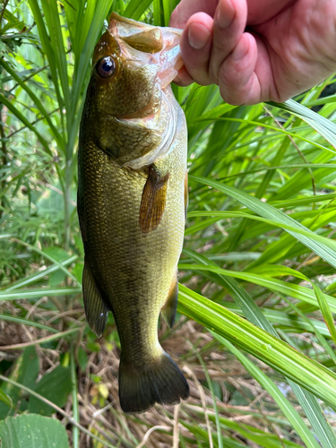 ブラックバスの釣果