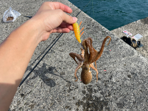 タコの釣果