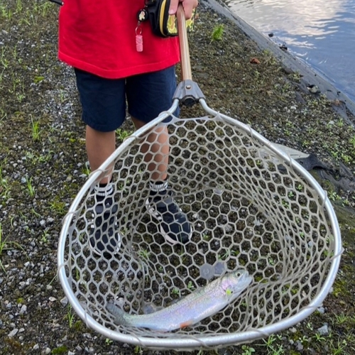 ニジマスの釣果