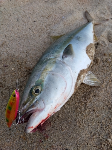 イナダの釣果