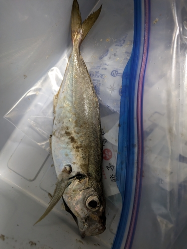 アオアジの釣果