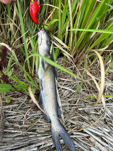 アメリカナマズの釣果