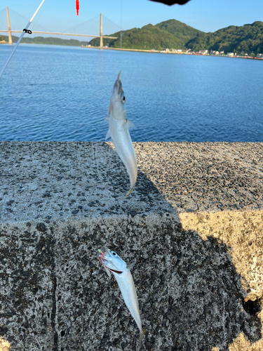 サバの釣果