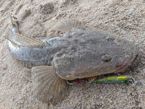 マゴチの釣果