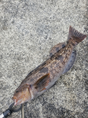 アイナメの釣果