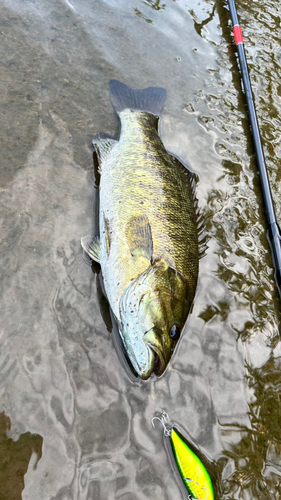 スモールマウスバスの釣果