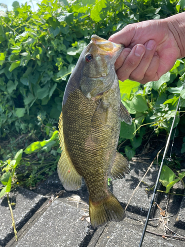 ブラックバスの釣果