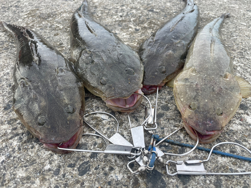 マゴチの釣果