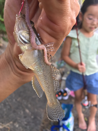 ハゼの釣果