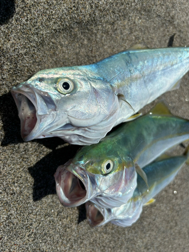 ワカシの釣果