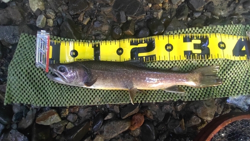 ニッコウイワナの釣果