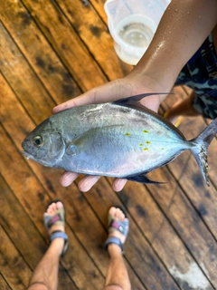 ナンヨウカイワリの釣果