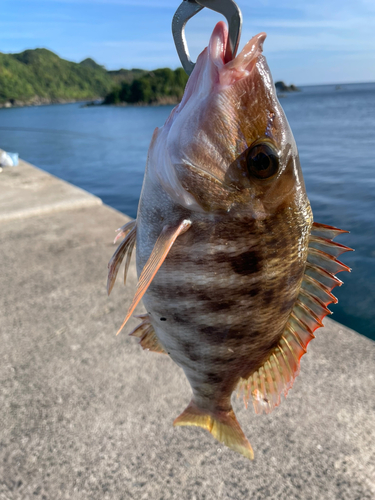 フエフキダイの釣果