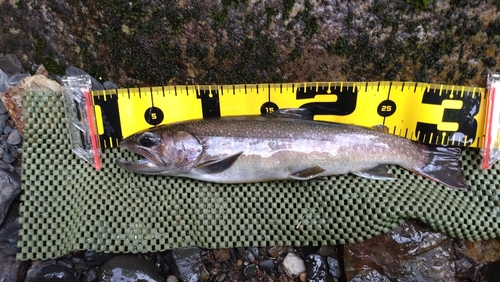 ニッコウイワナの釣果