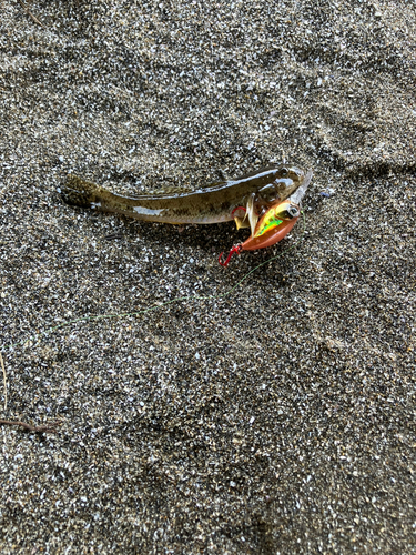 マハゼの釣果