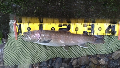 ニッコウイワナの釣果