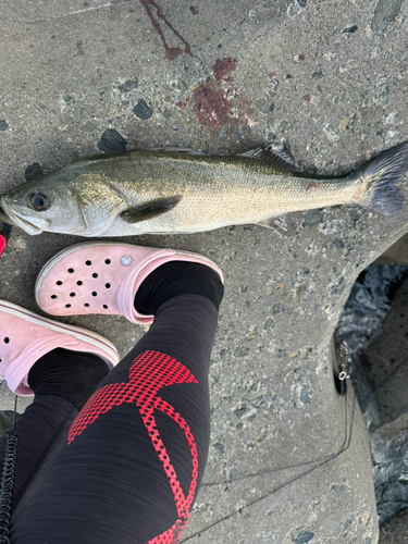 シーバスの釣果