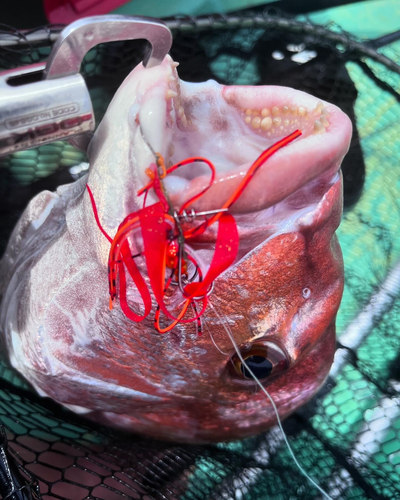 タイの釣果