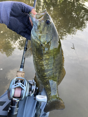 スモールマウスバスの釣果