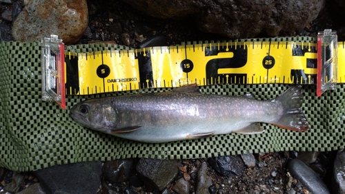 ニッコウイワナの釣果