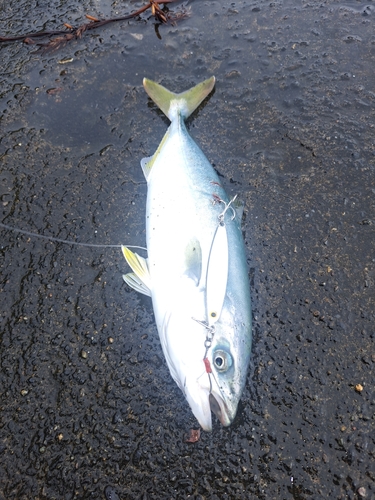 釣果