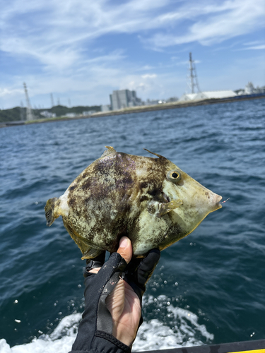 カワハギの釣果