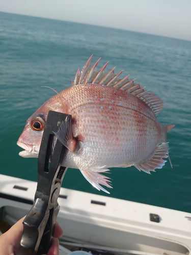 マダイの釣果