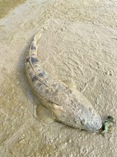 マゴチの釣果