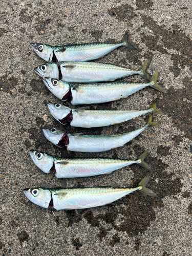 サバの釣果