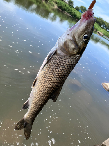 ニゴイの釣果