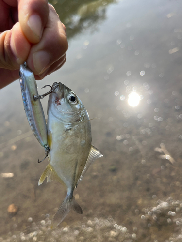 メッキの釣果