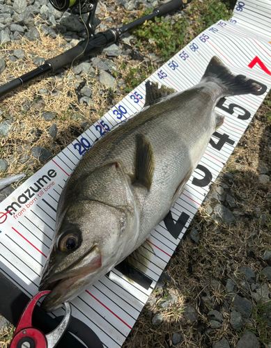 シーバスの釣果