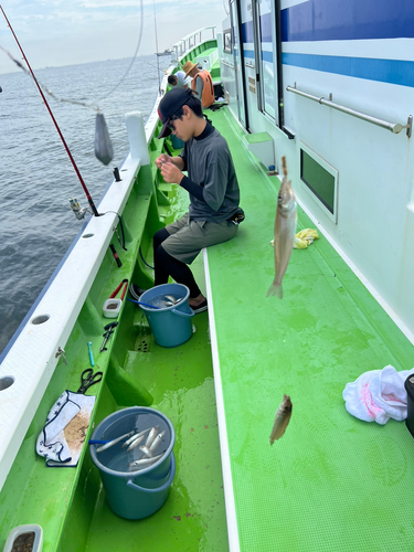 シロギスの釣果