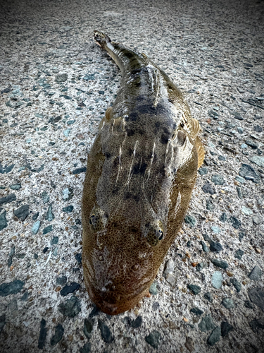 マゴチの釣果