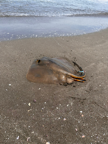 エイの釣果